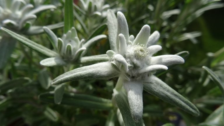 Edelweiss